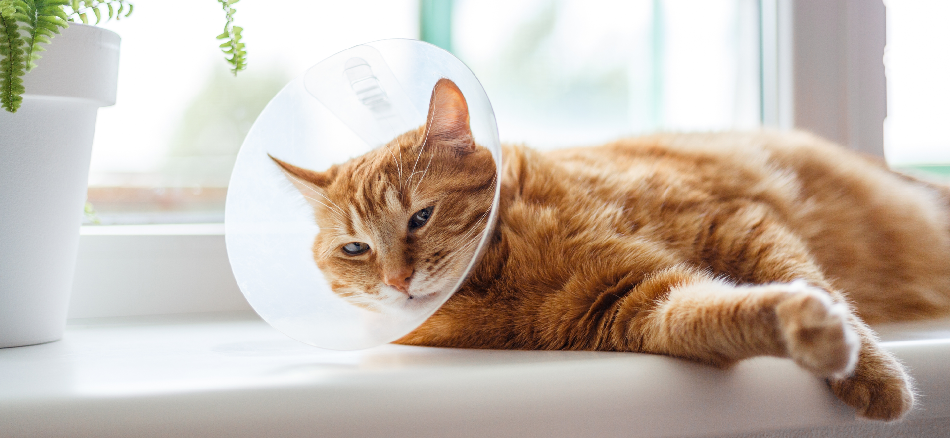 qué es la rabia en gatos